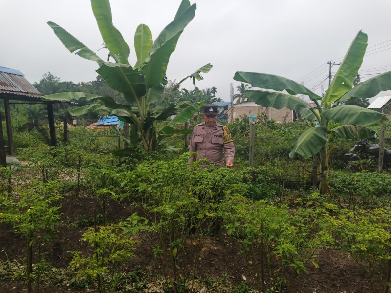 Kapolsek Singingi Pengecekan tanaman Bergizi cabe rawit dan pisang milik Bpk.samsul dalam rangka Mendukung Program ASTA CITA.