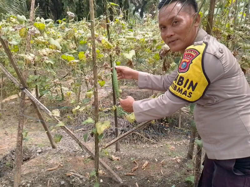 Kapolsek singingi Melakukan Pengecekan Pekarangan Bergizi tanaman gambas, pepaya dan cabe milik pak legiono dalam rangka Mendukung Program ASTA CITA Presiden Republik Indonesia